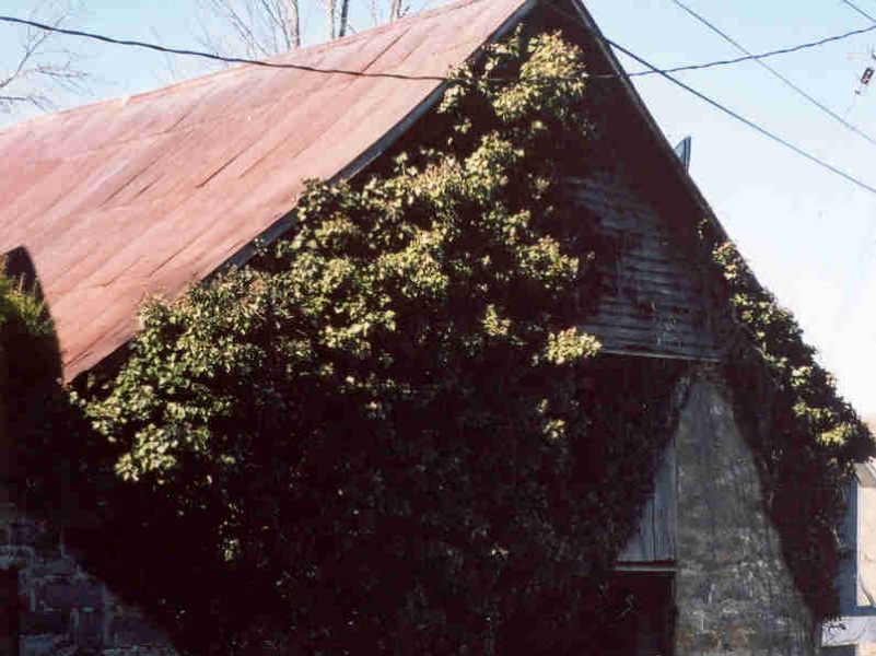 Endangered Barns