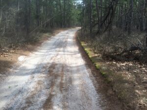 Sample Sand Road Wharton State Forest